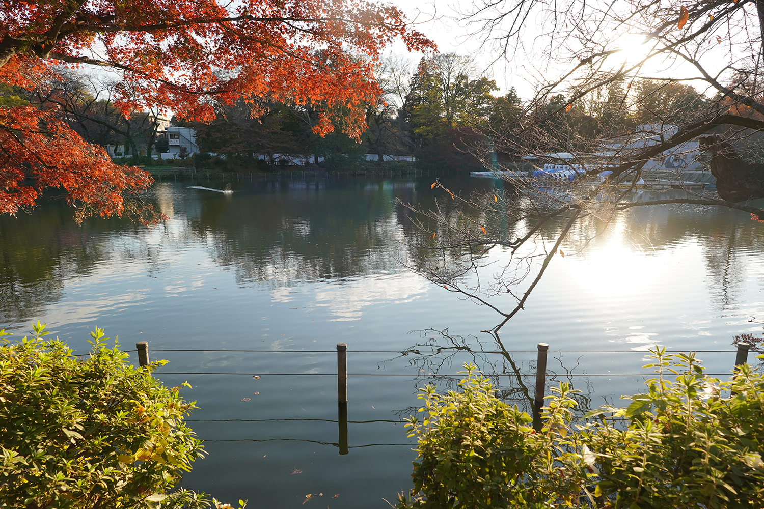 聖地巡礼 呪術廻戦 井の頭恩賜公園 井の頭池