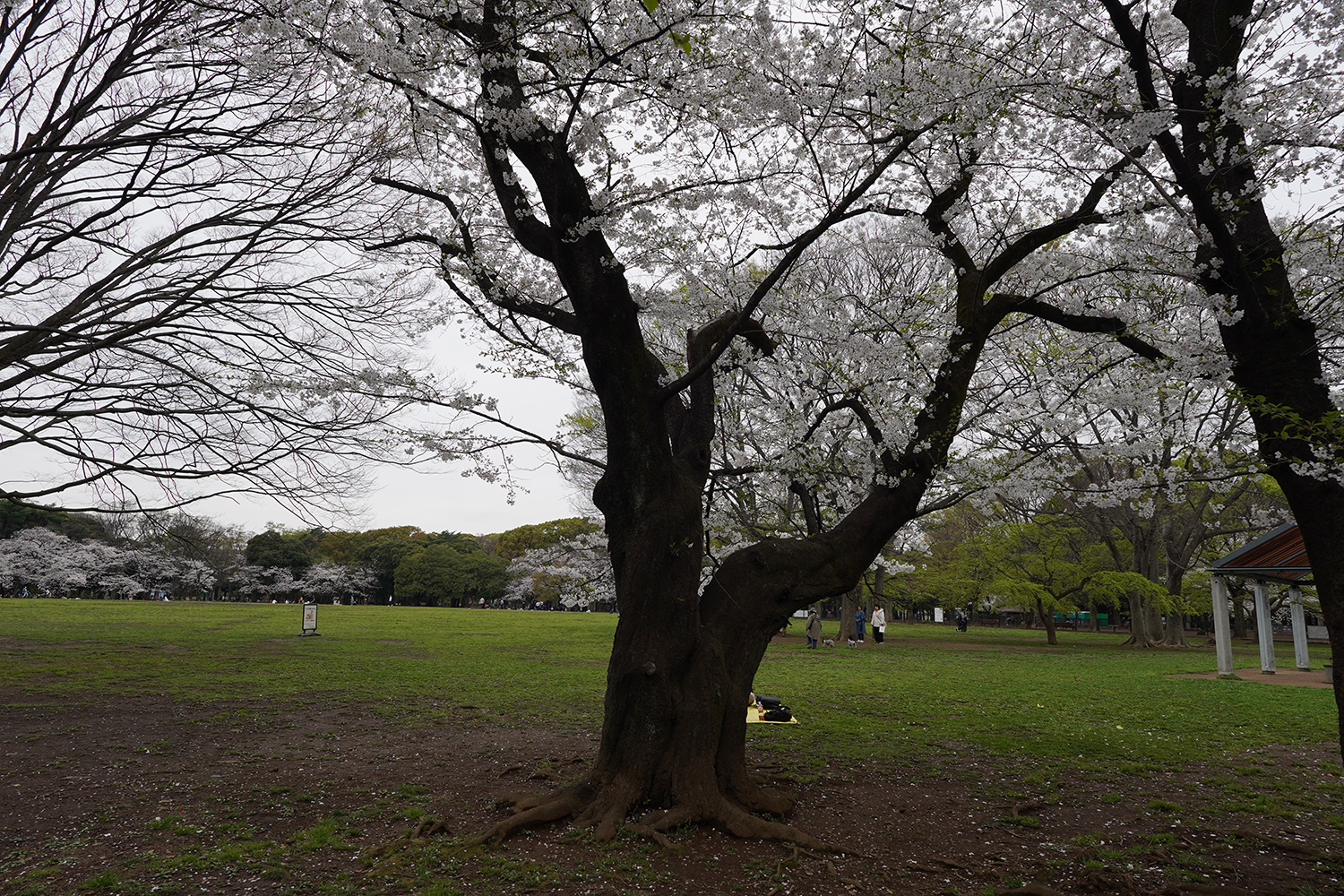 聖地巡礼 秒速5センチメートル