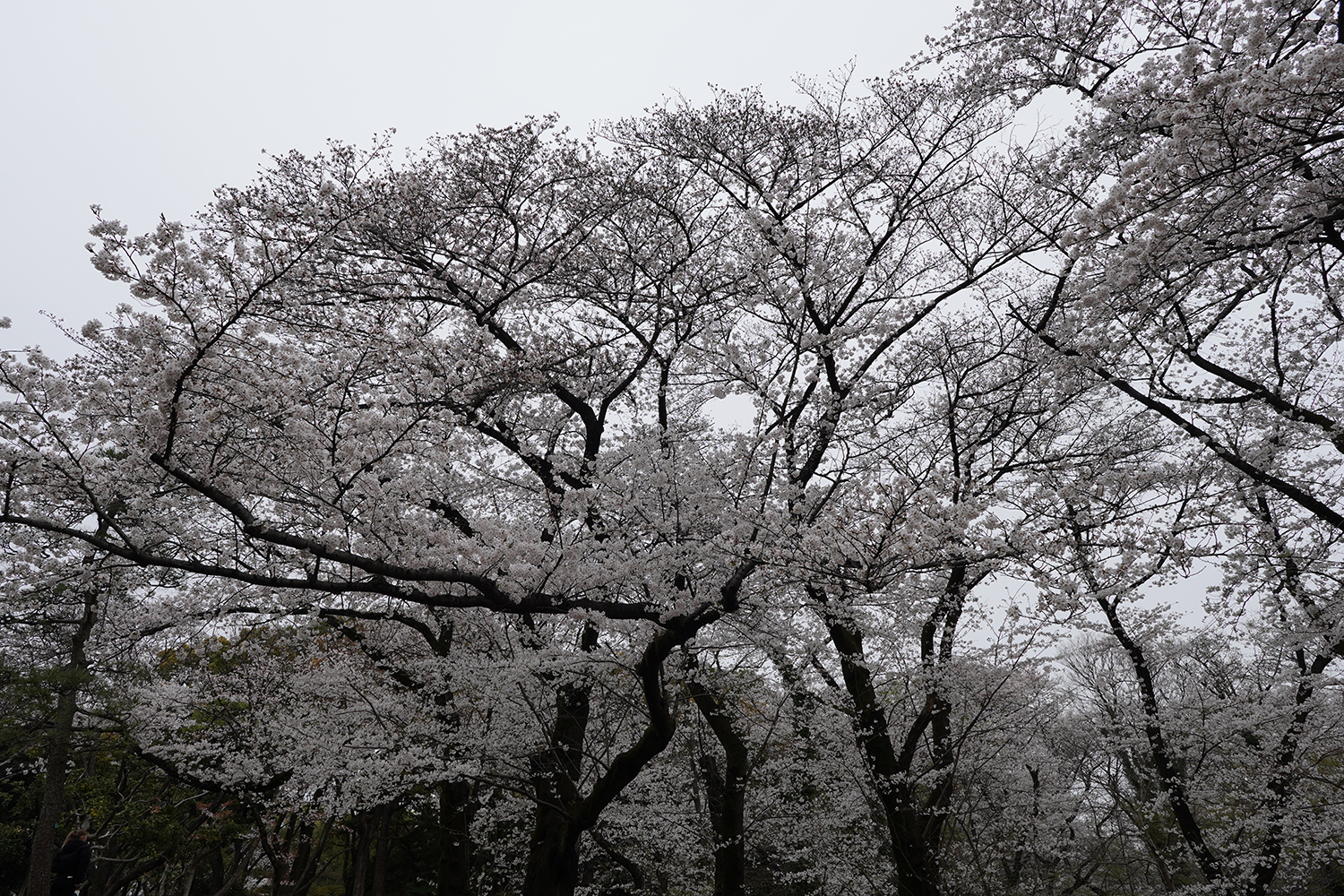 聖地巡礼 秒速5センチメートル