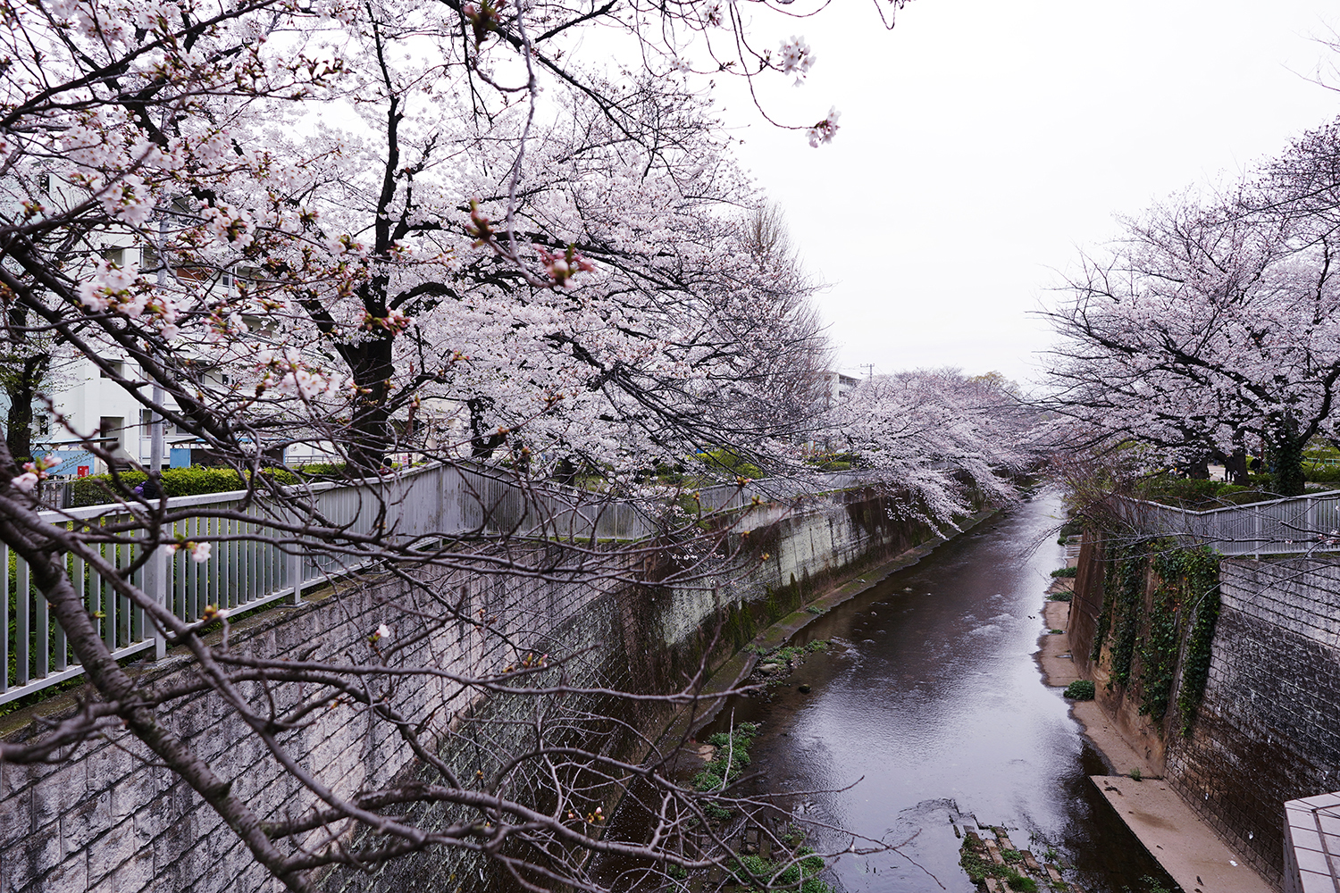 聖地巡礼 四月は君の嘘
