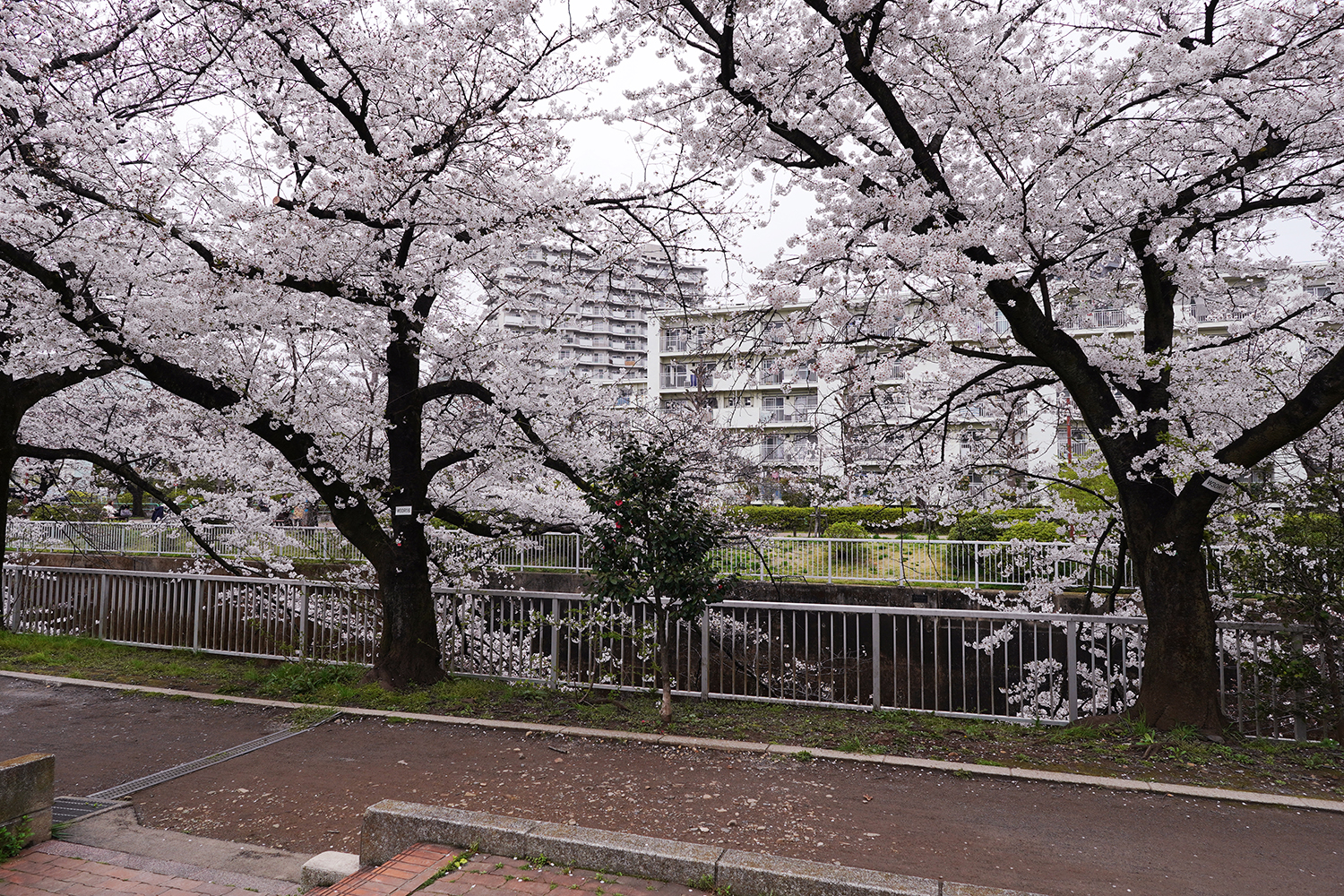 聖地巡礼 四月は君の嘘